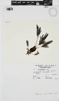 Image of Mychodea pusilla
