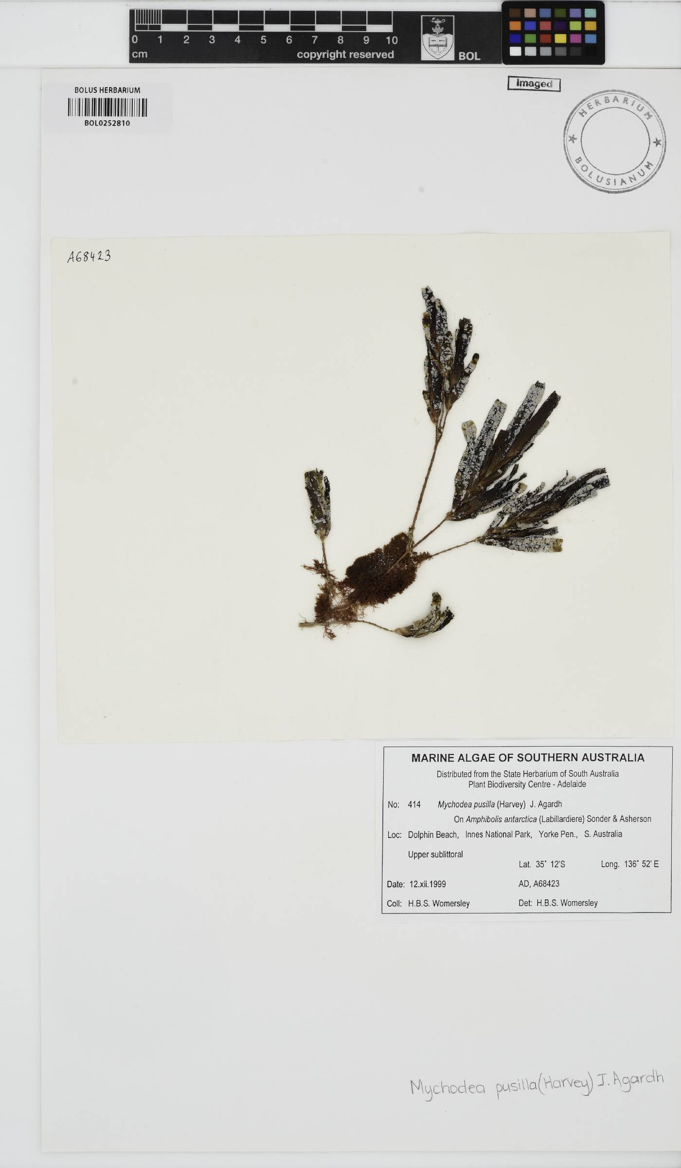 Mychodeaceae image