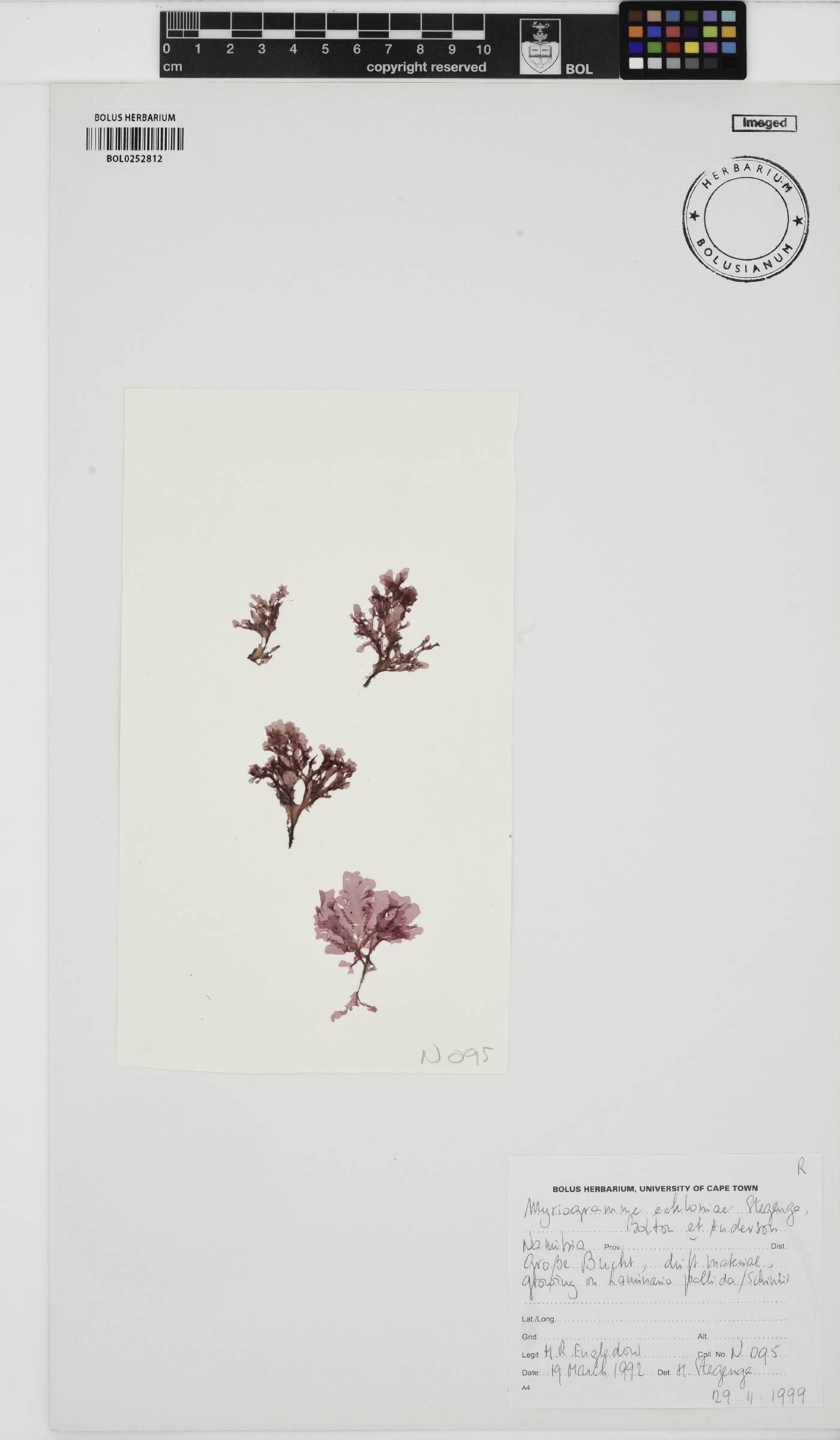 Myriogramme eckloniae image