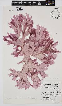 Myriogramme livida image