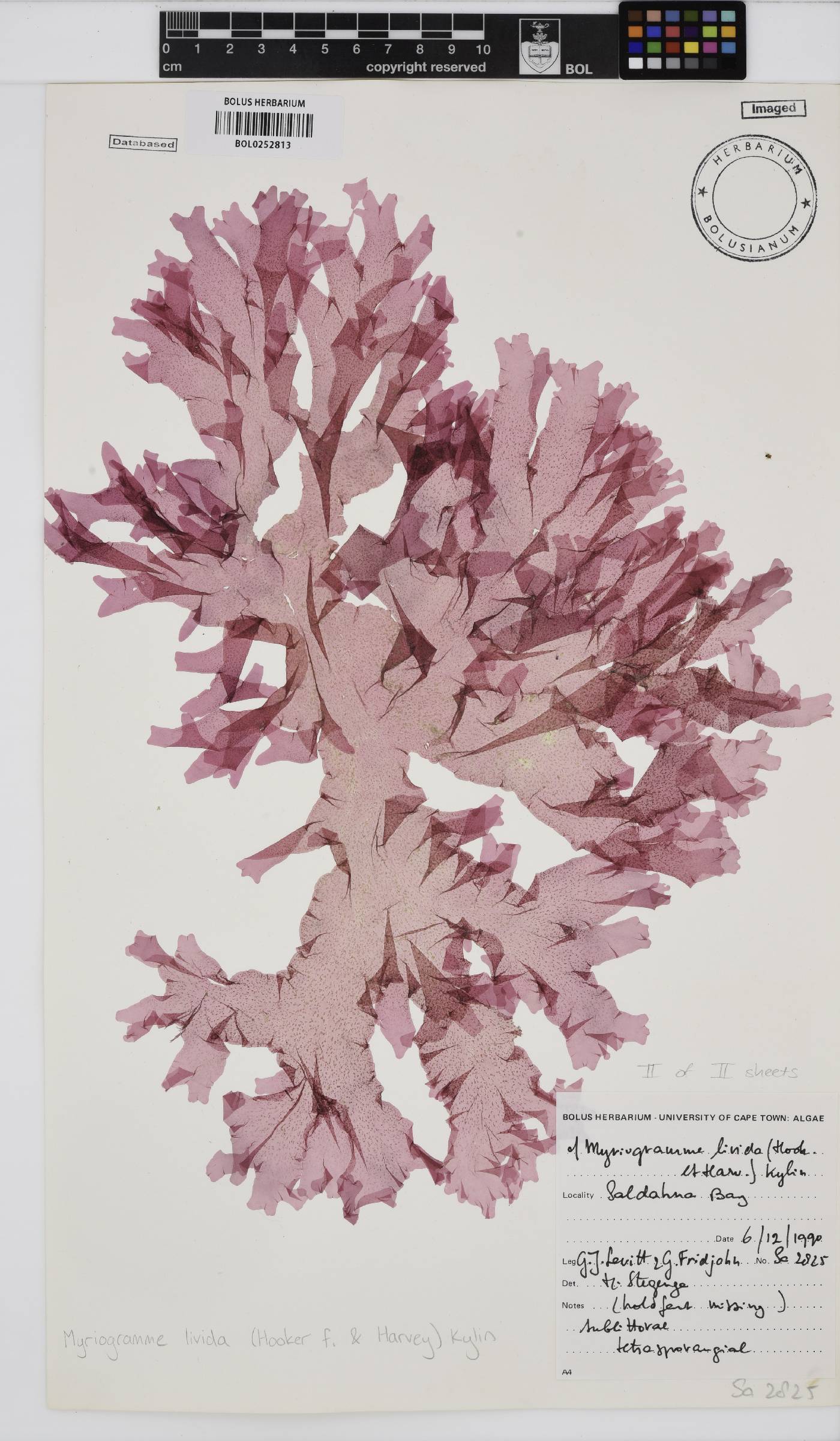 Myriogramme image