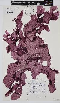 Myriogramme livida image