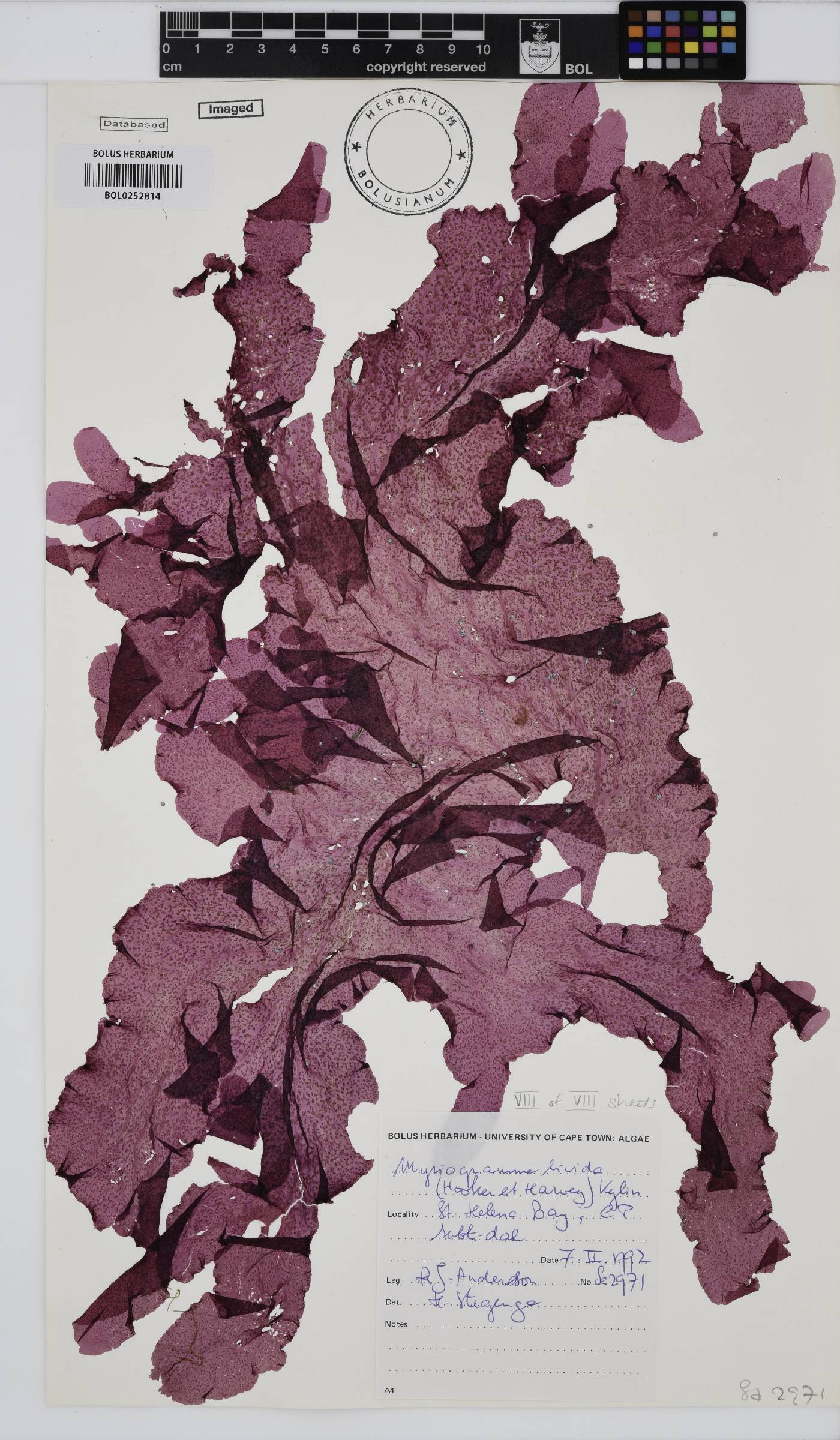 Myriogramme livida image