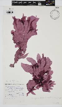 Myriogramme livida image