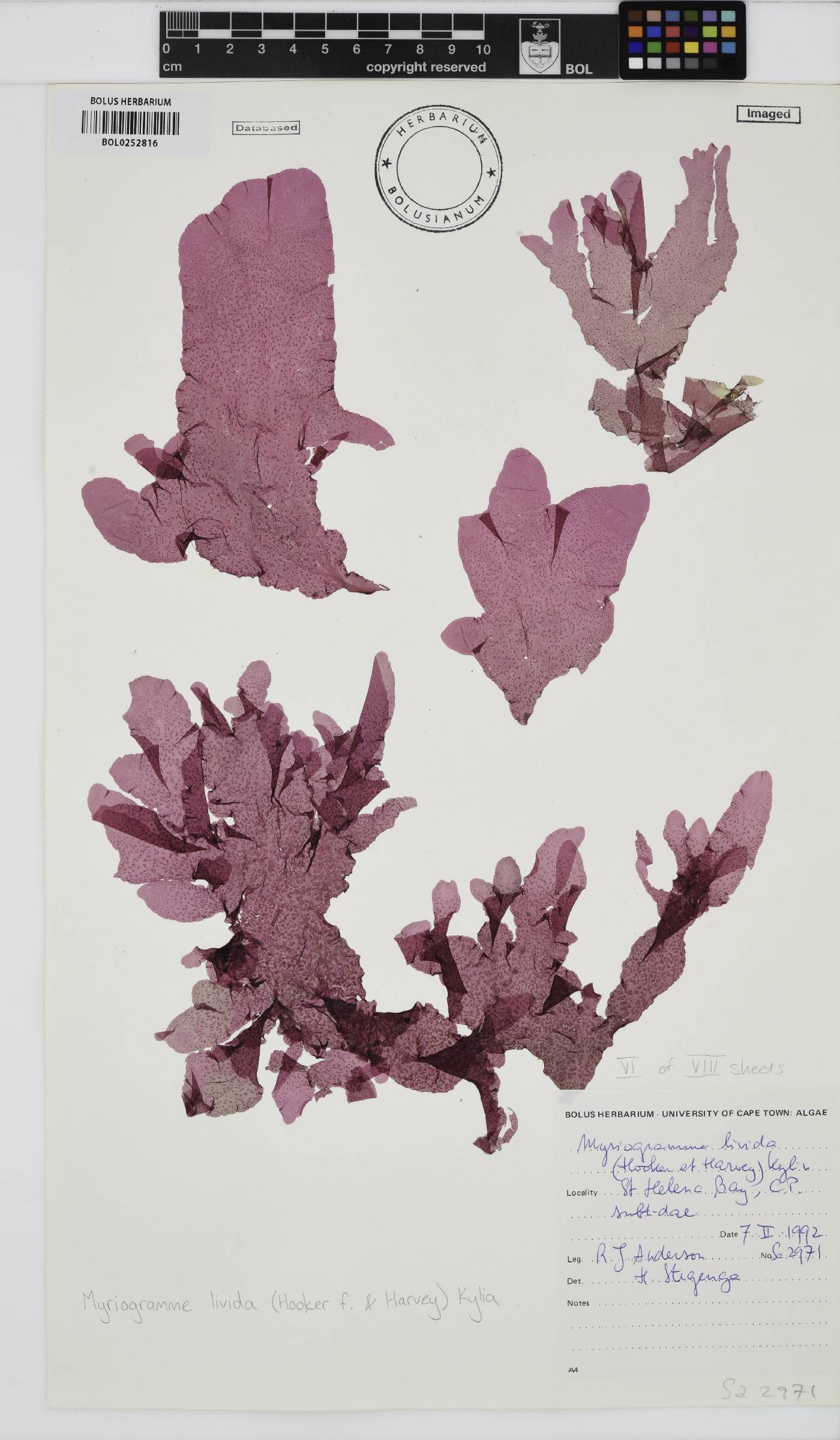 Myriogramme livida image