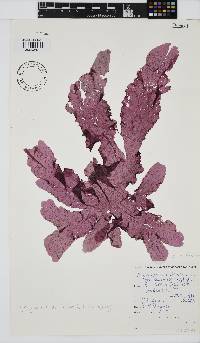Myriogramme livida image