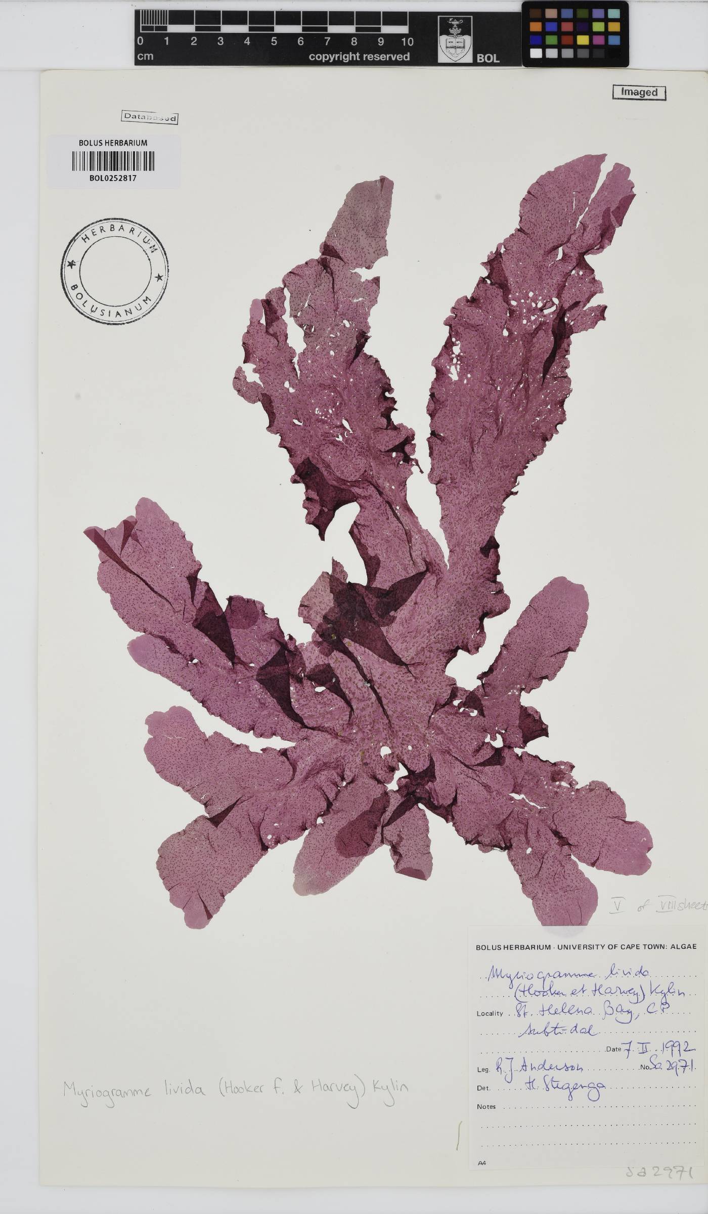 Myriogramme livida image