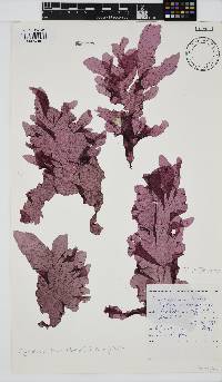 Myriogramme livida image