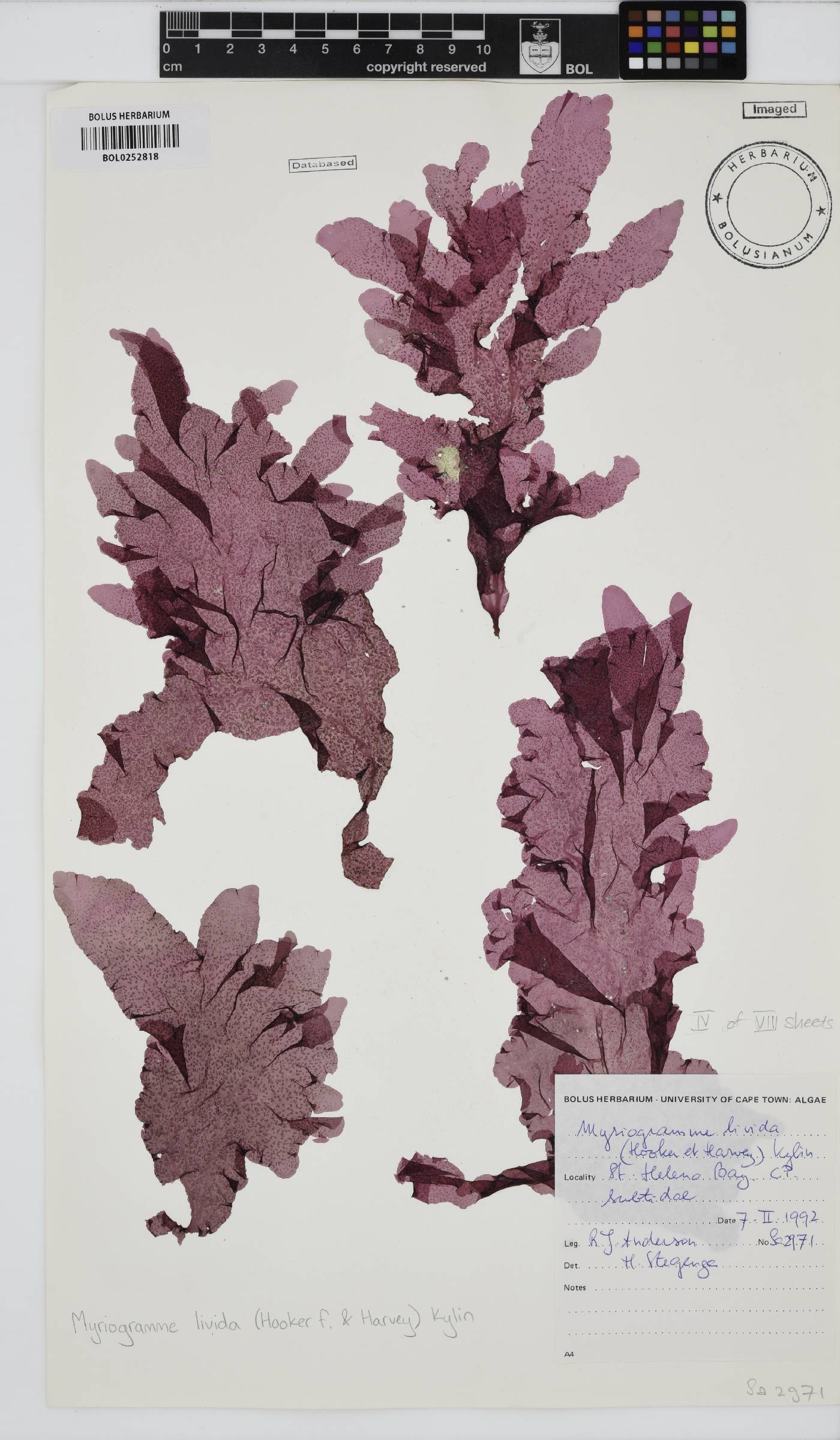 Myriogramme livida image
