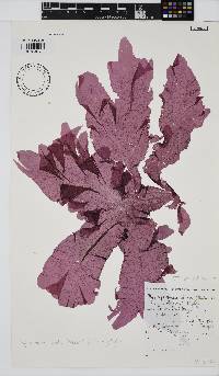 Myriogramme livida image