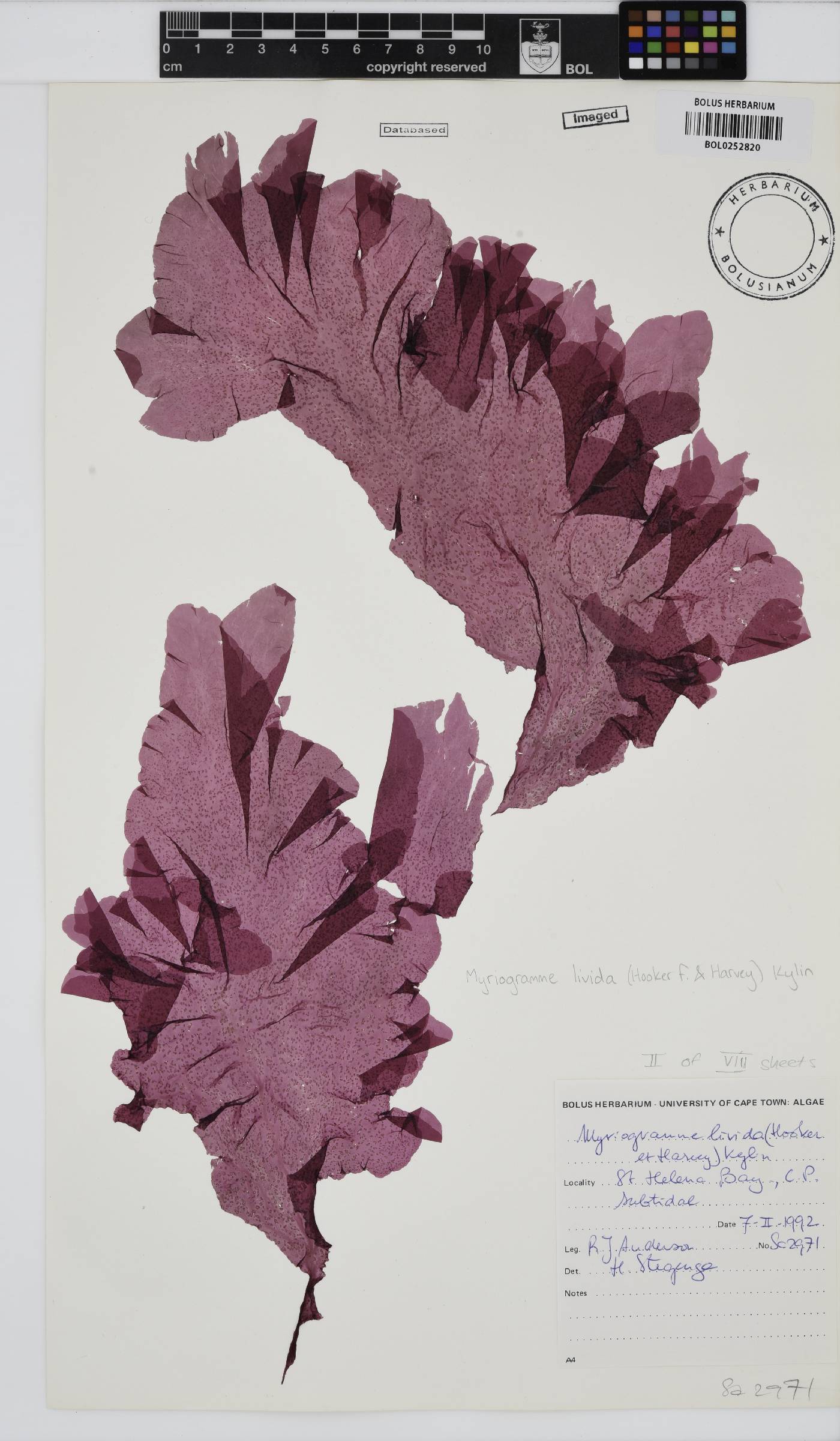 Myriogramme livida image