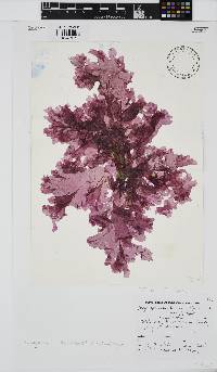 Myriogramme livida image