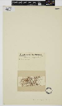 Image of Helminthocladia densa