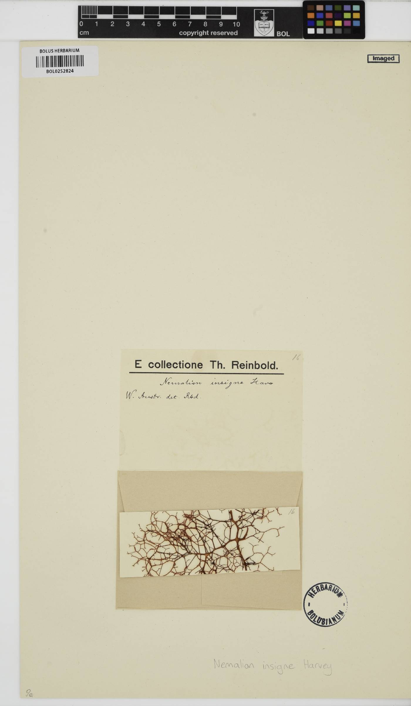 Helminthocladia densa image