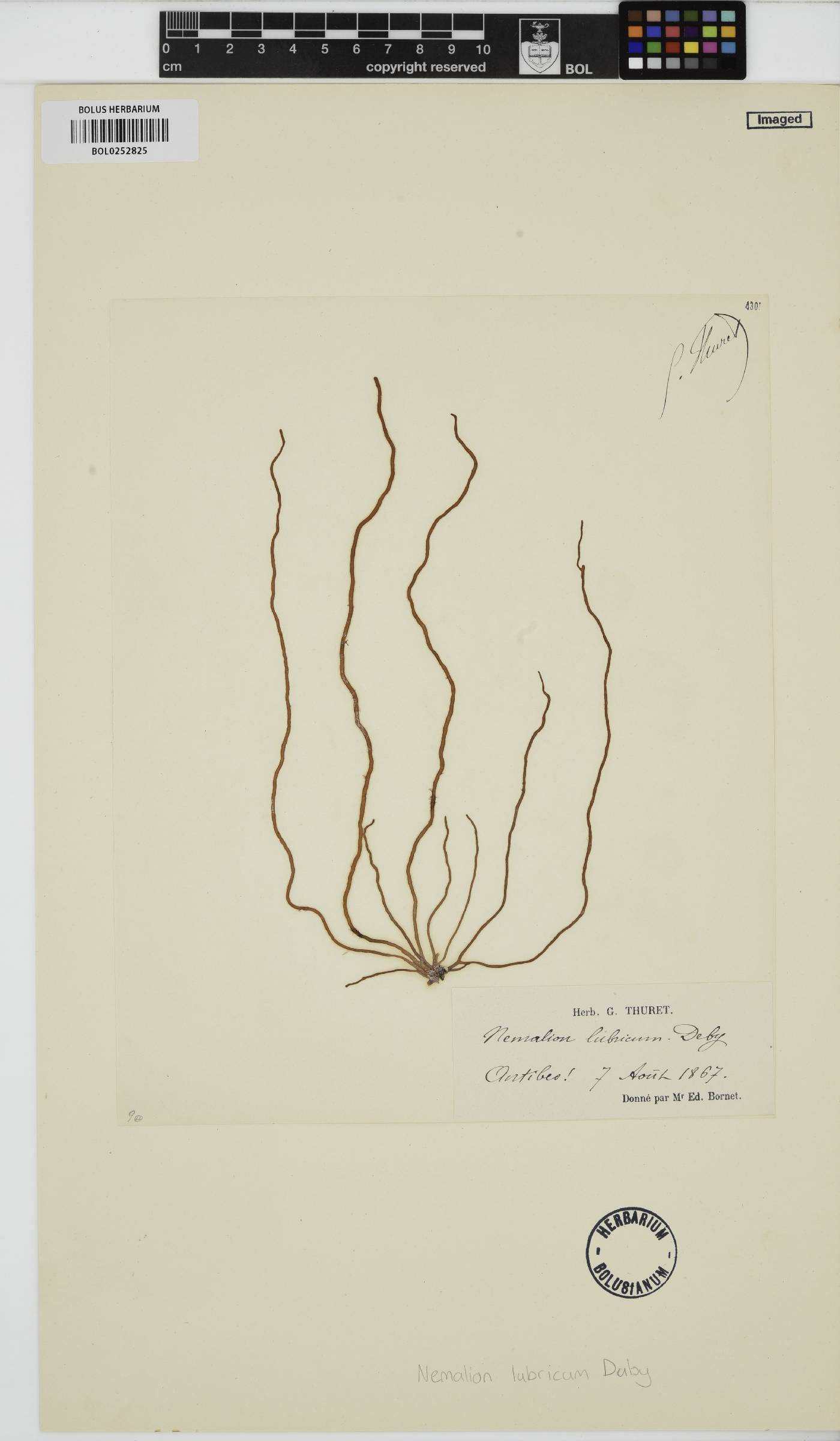 Nemalion lubricum image