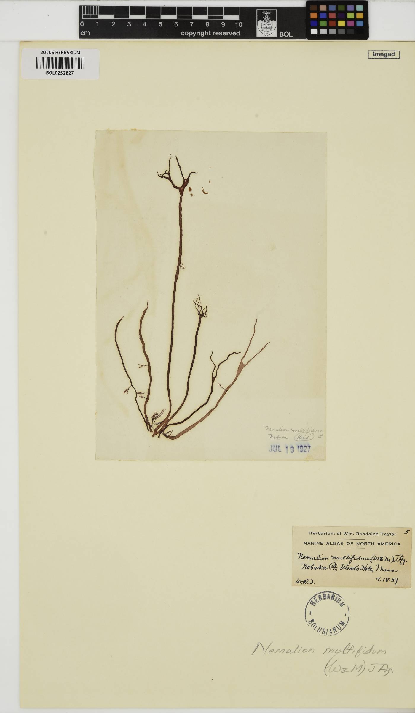 Nemaliaceae image