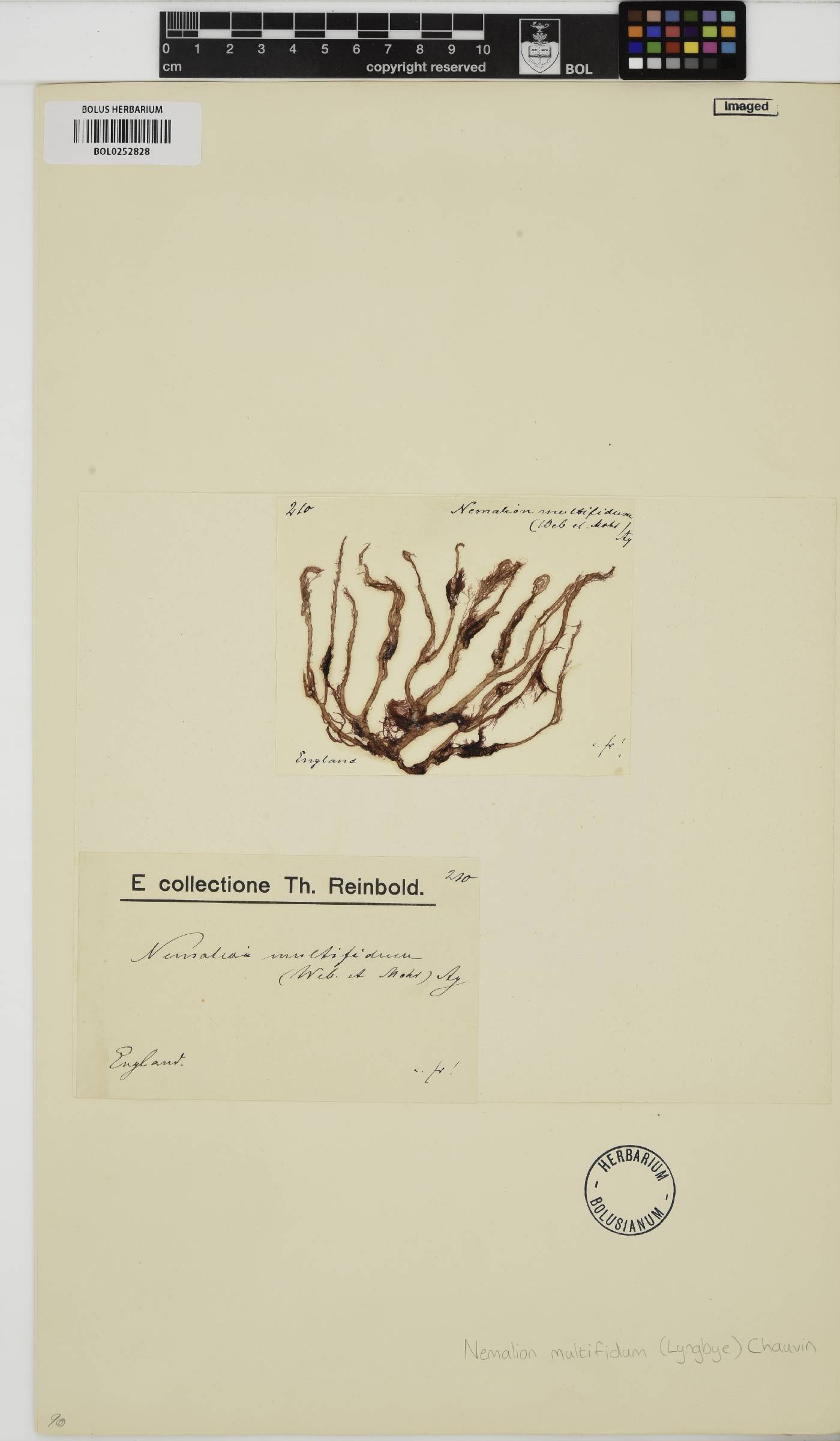 Nemalion multifidum image