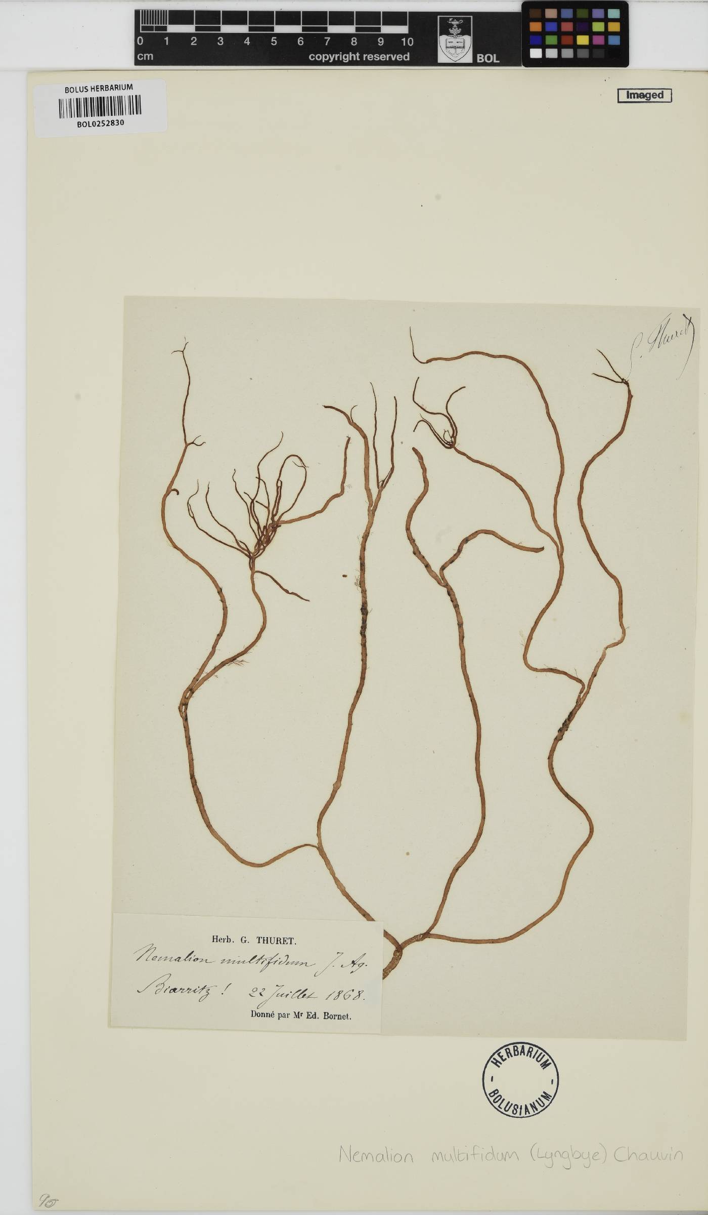 Nemalion multifidum image
