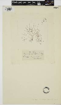 Nemalion multifidum image