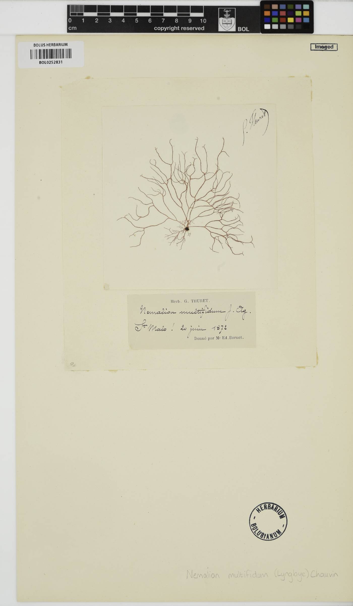 Nemalion multifidum image