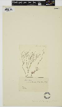 Nemalion multifidum image