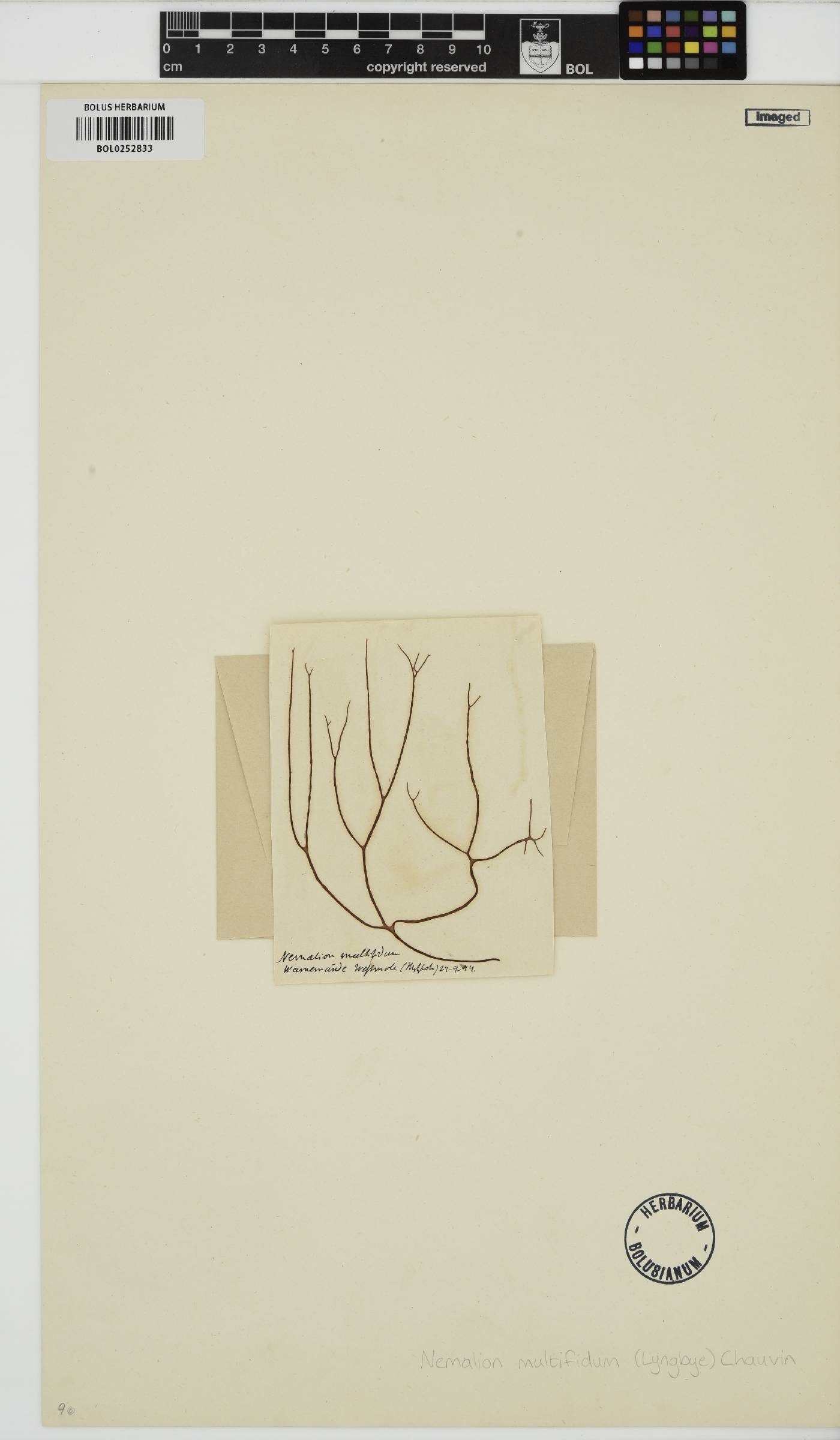 Nemalion image