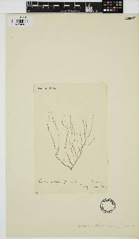 Nemalion multifidum image