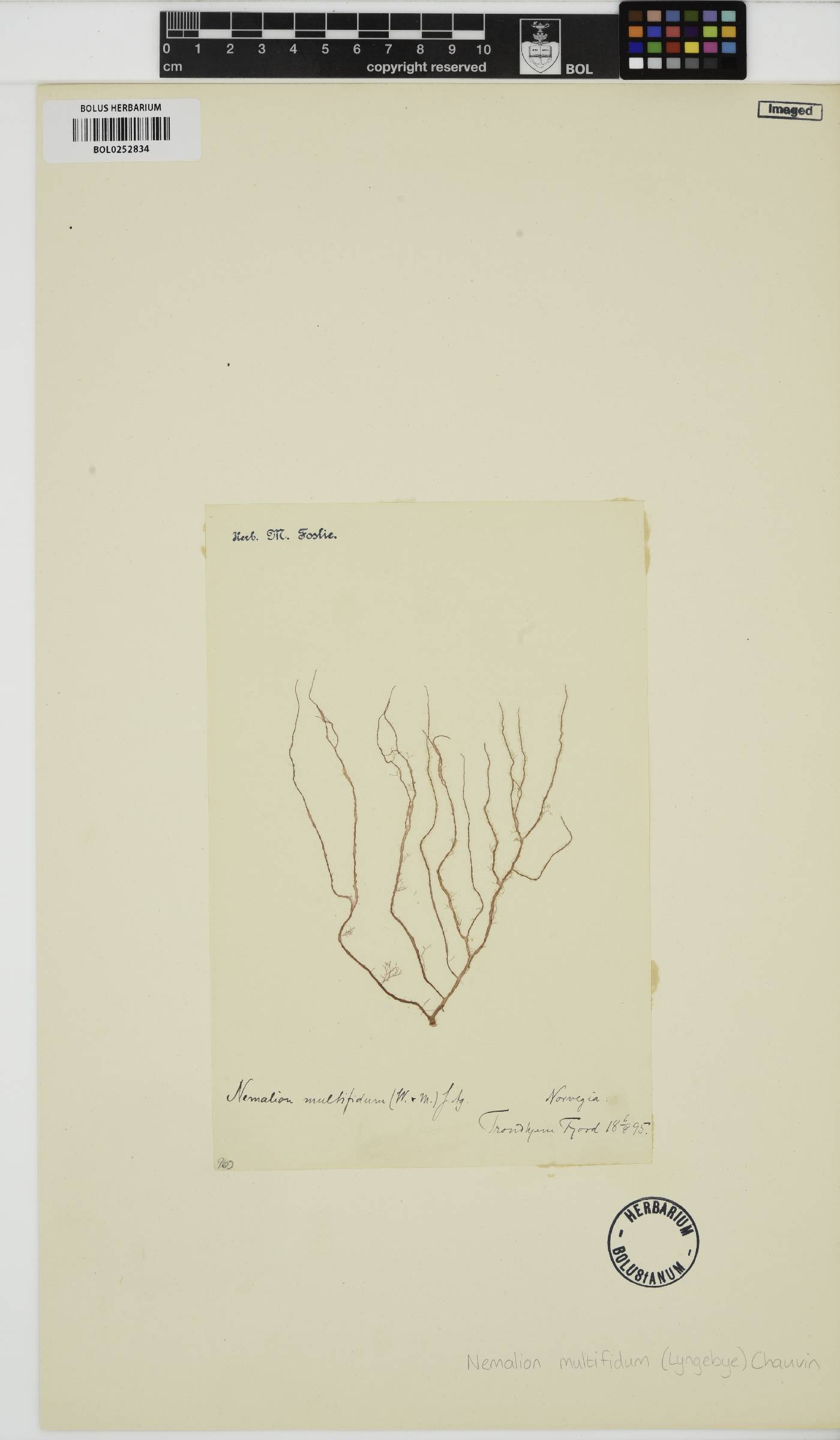 Nemalion image