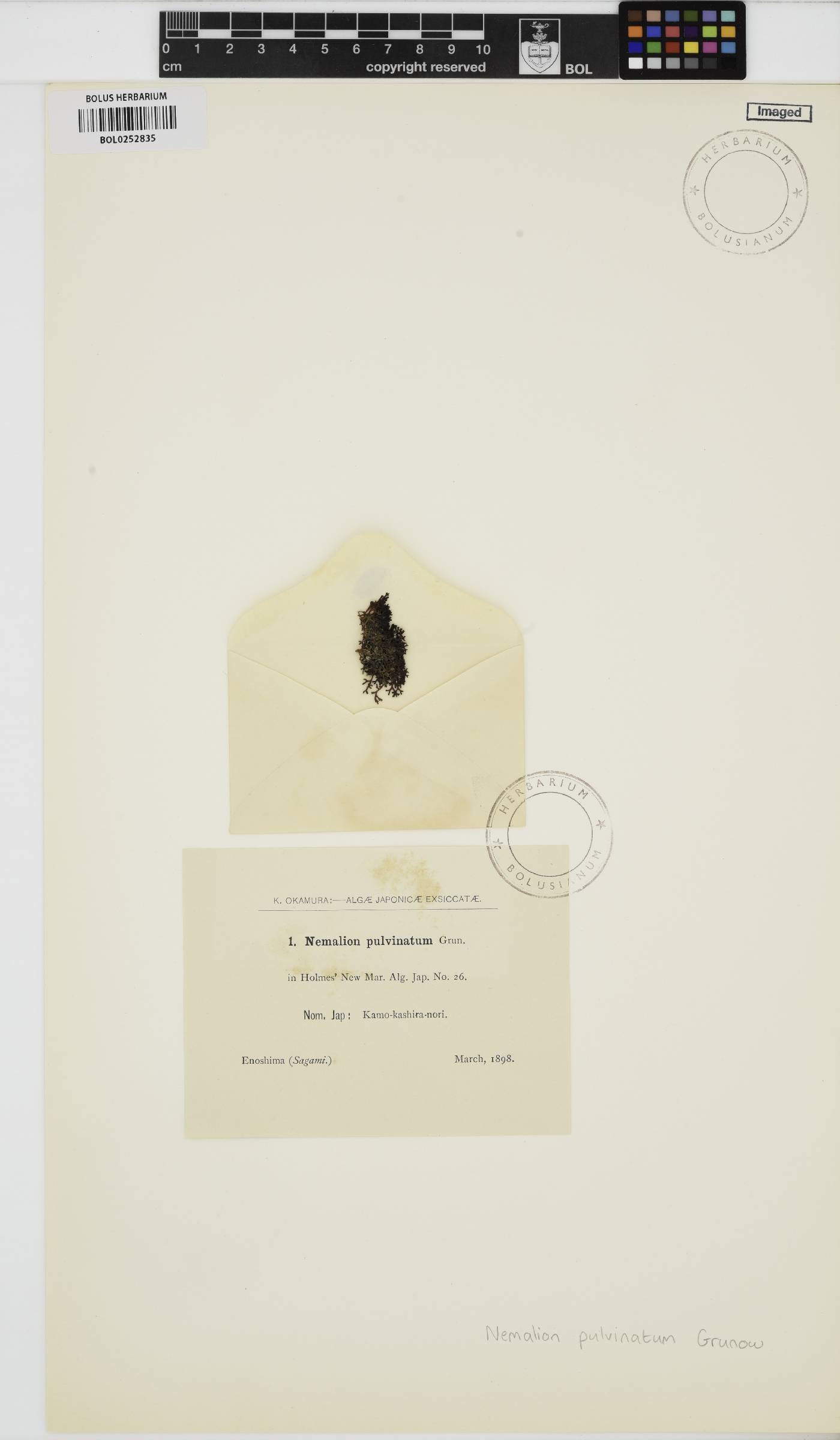 Dermonema pulvinata image