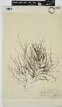 Helminthocladia calvadosii image