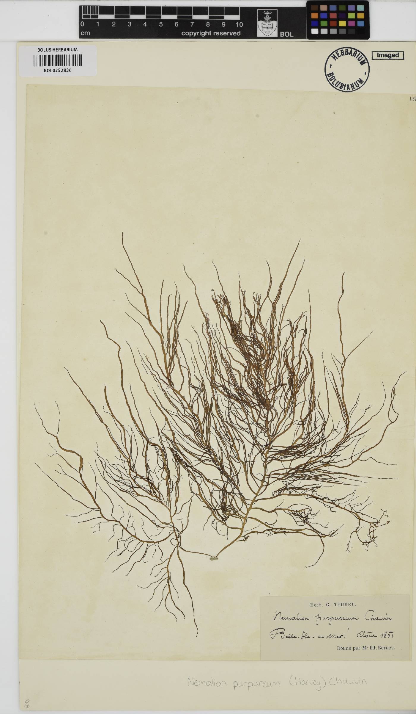 Helminthocladia image