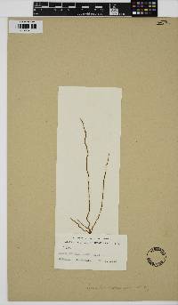 Image of Nemalion ramulosum