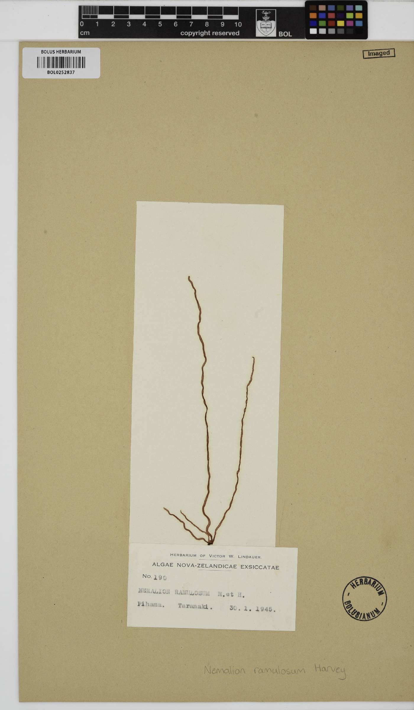 Nemalion ramulosum image