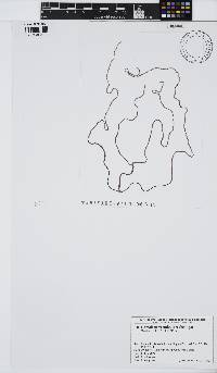 Image of Nemalion vermiculare