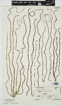 Nemalion vermiculare image