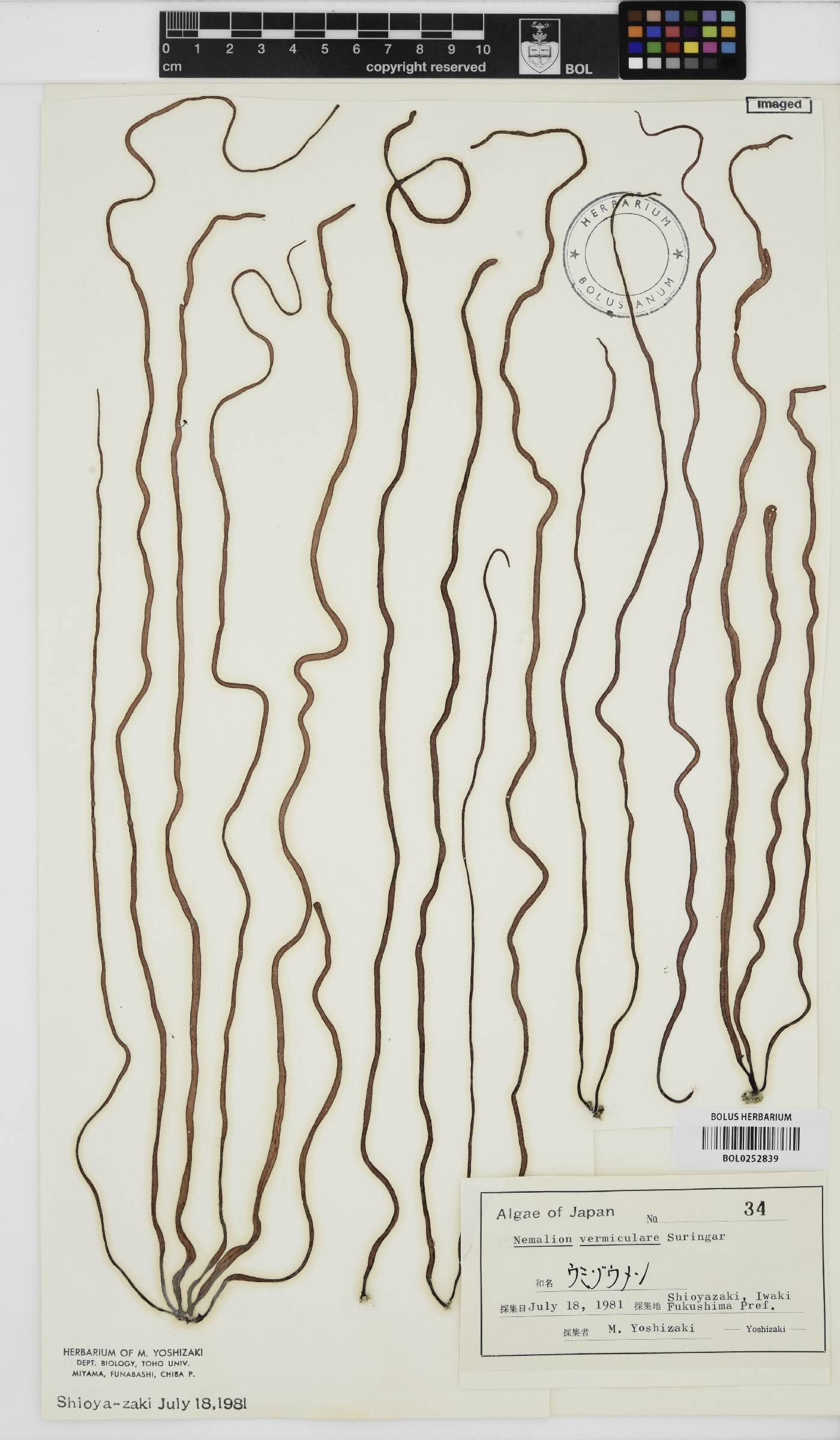 Nemalion vermiculare image