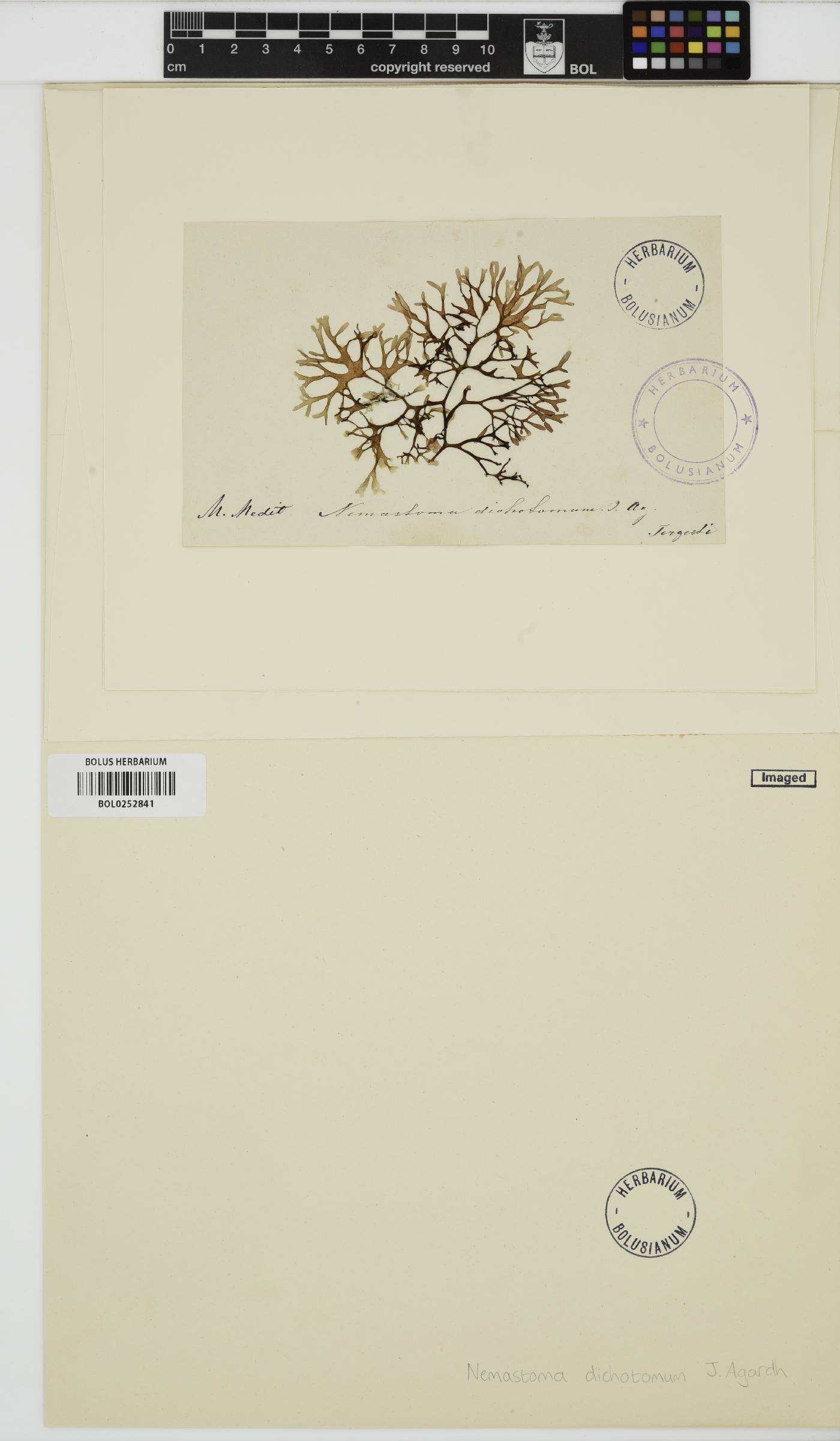 Nemastoma dichotomum image
