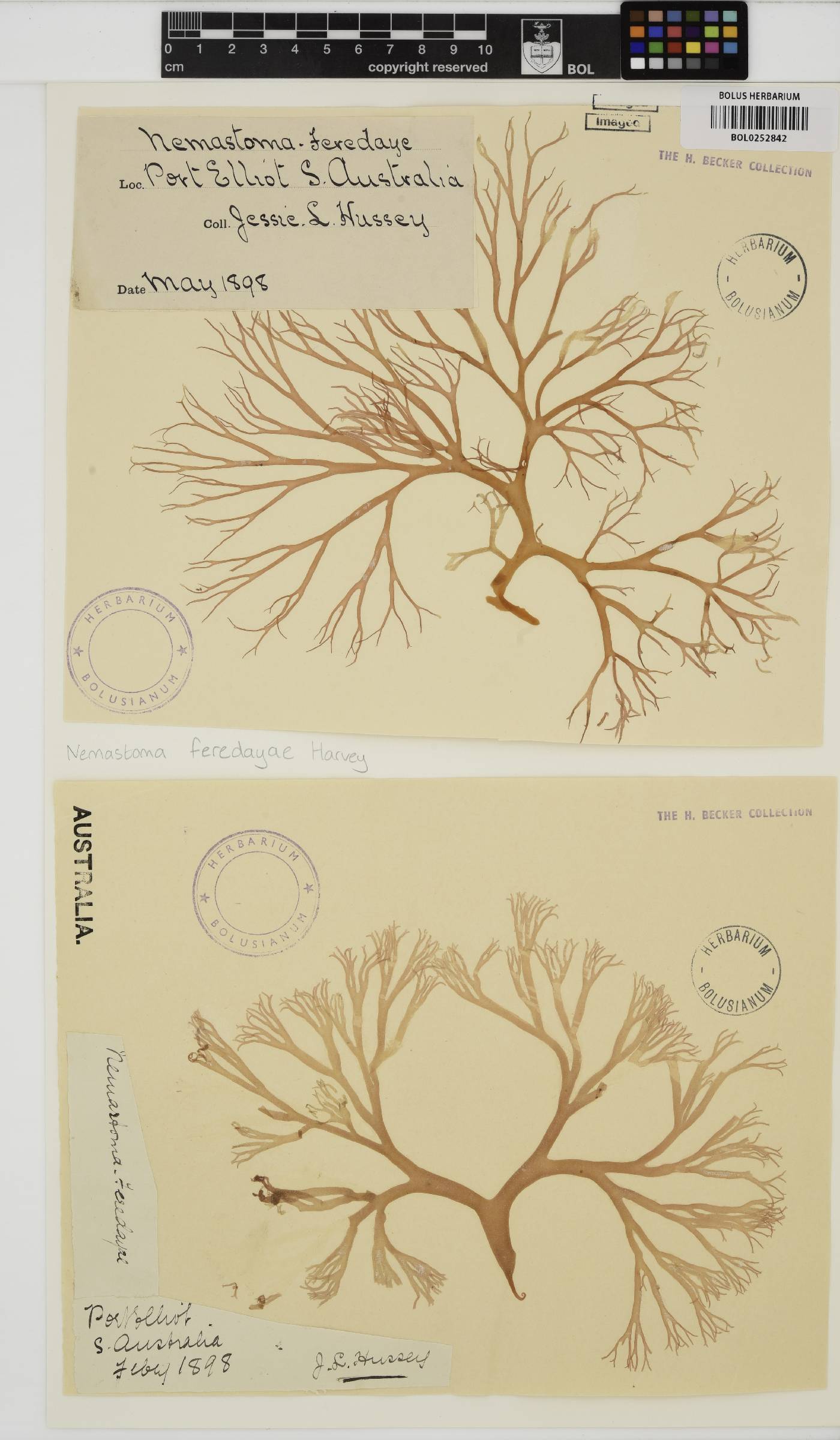 Tsengia feredayae image