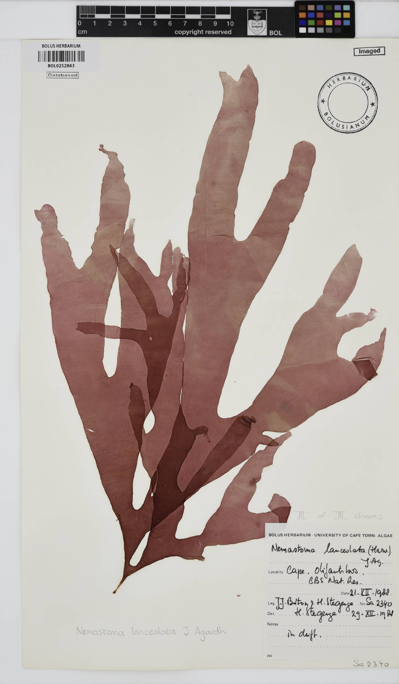 Tsengia lanceolata image