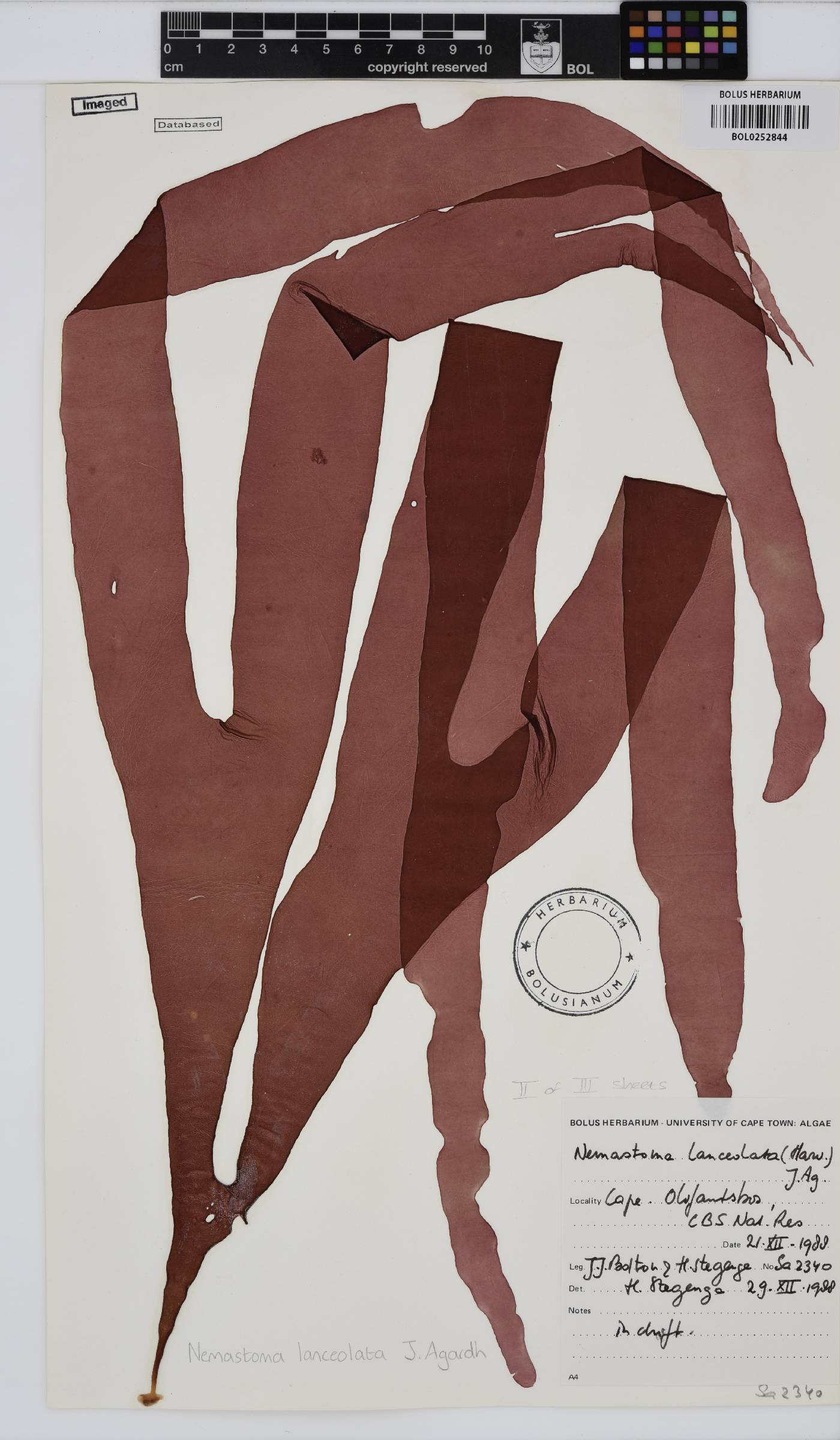 Tsengiaceae image
