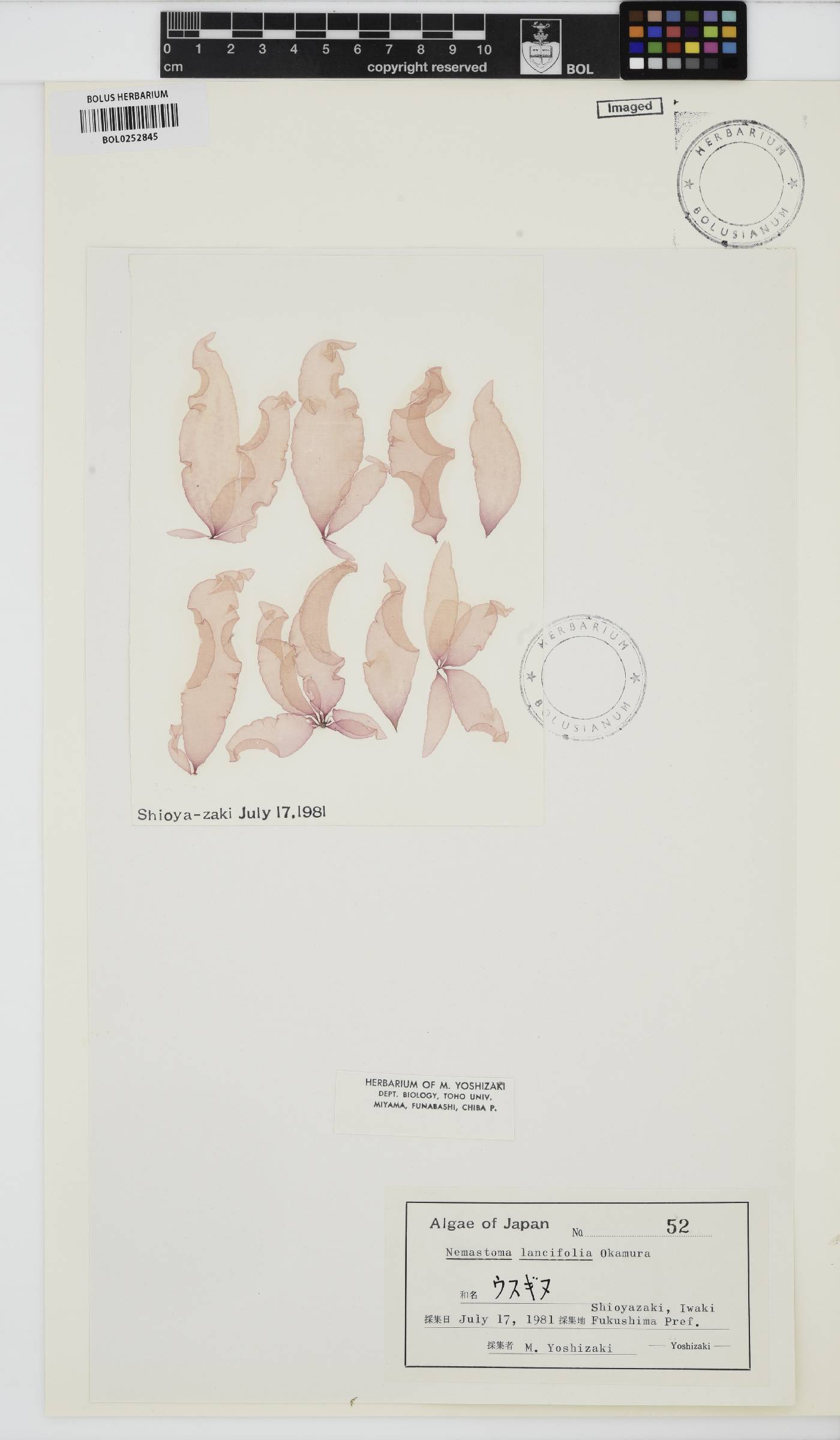 Tsengia lancifolia image