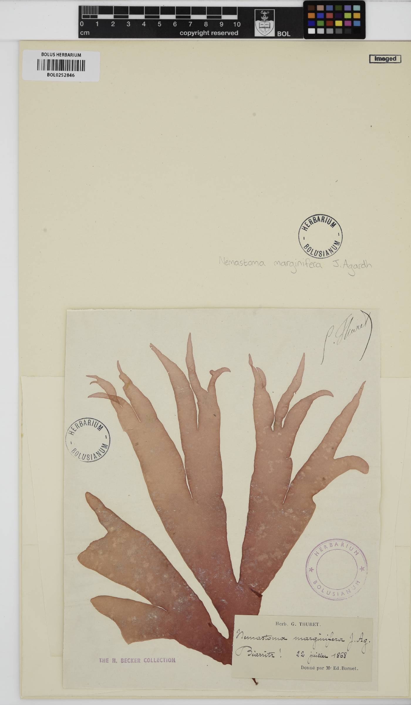 Itonoa marginifera image