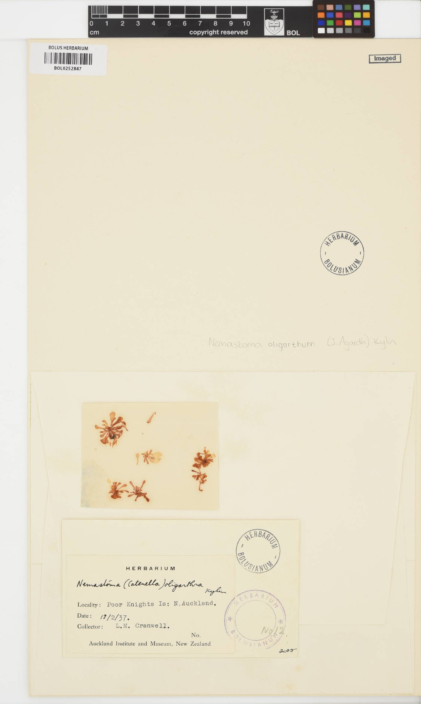 Catenellopsis oligarthra image