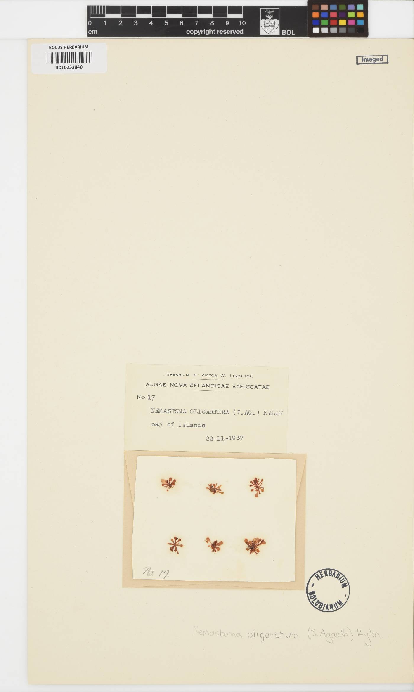 Catenellopsis oligarthra image