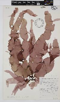 Tsengia pulchra image