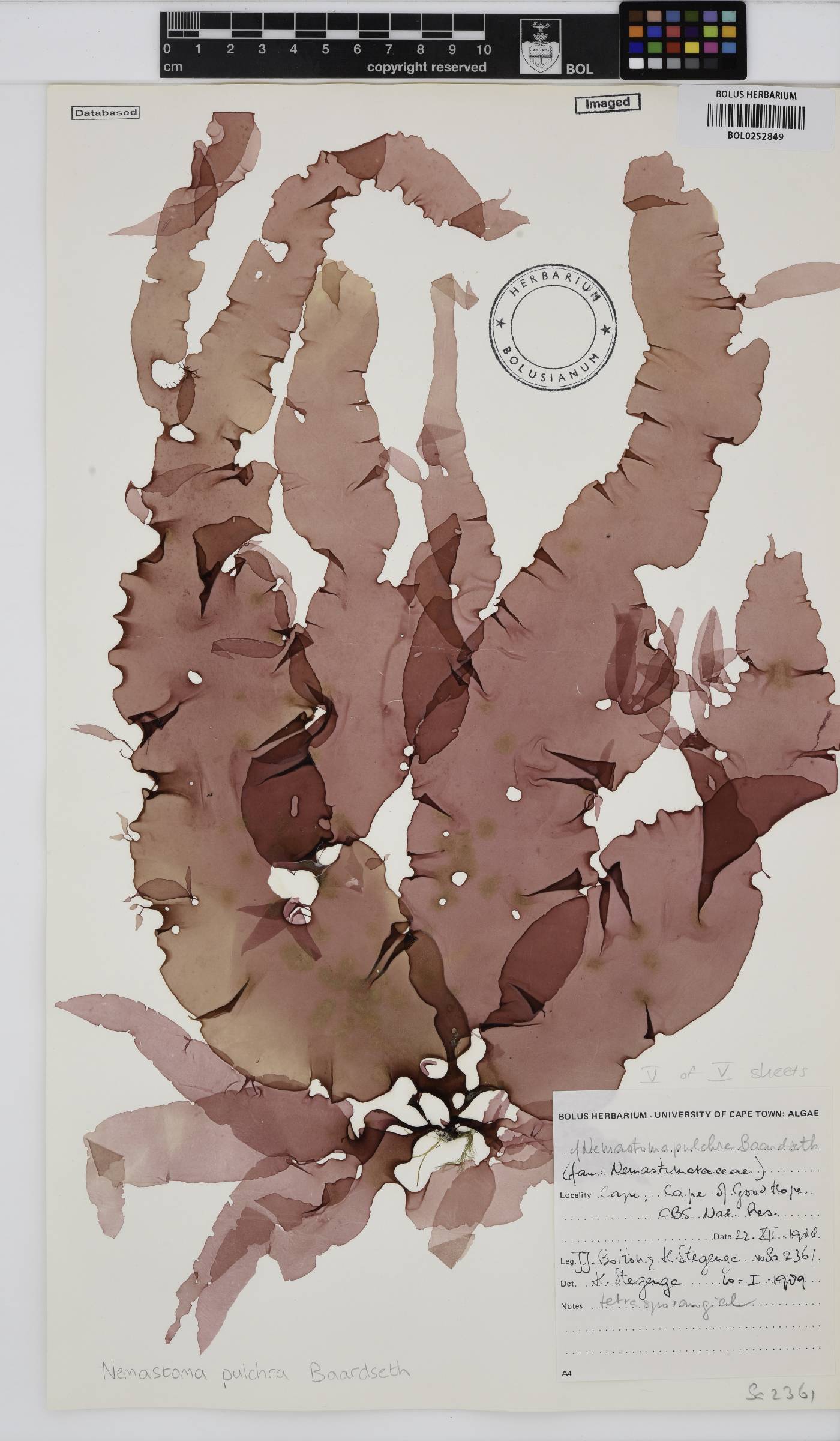 Tsengia pulchra image