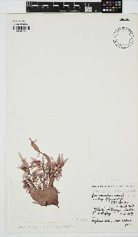 Tsengia pulchra image