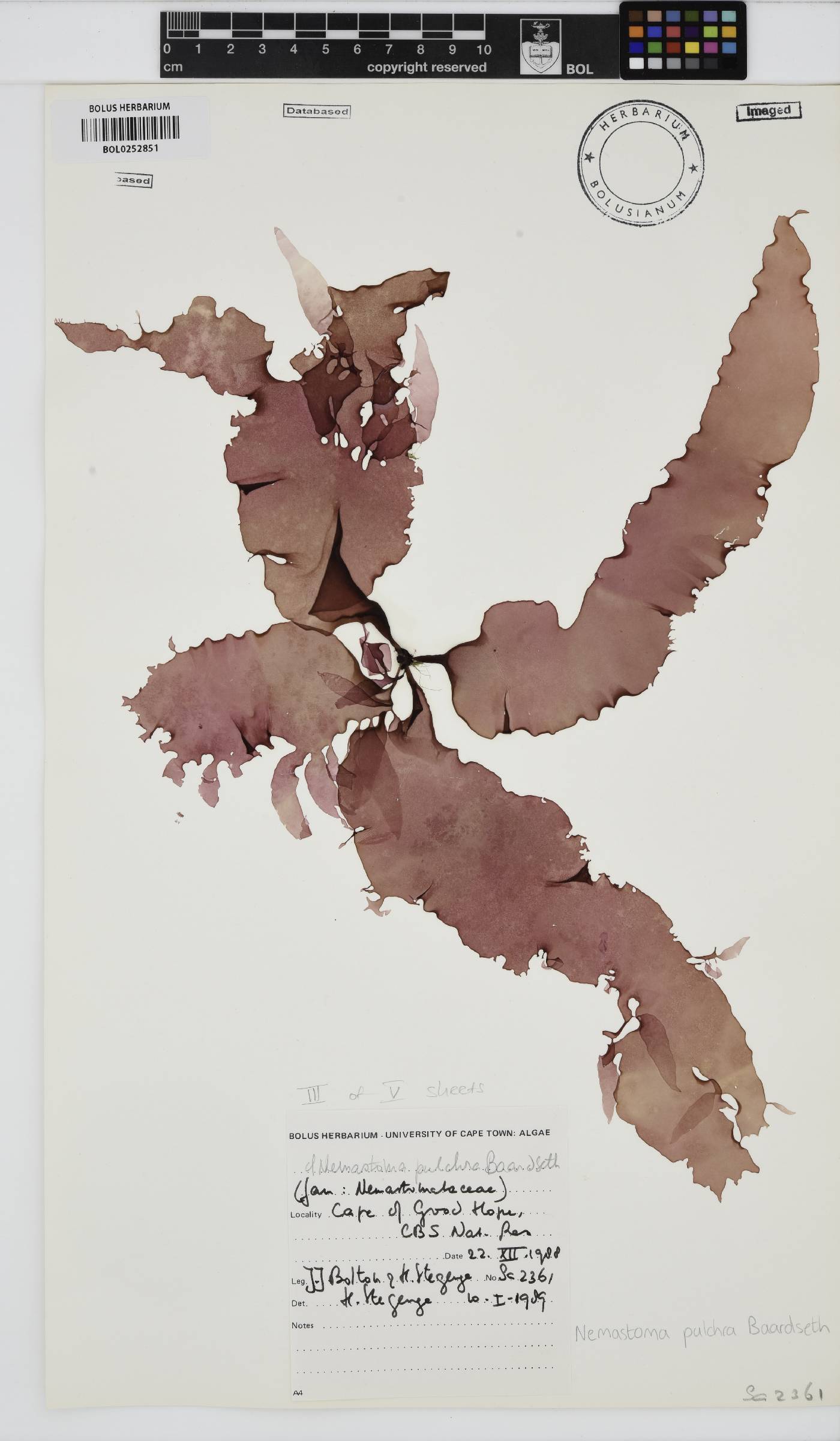 Tsengia pulchra image