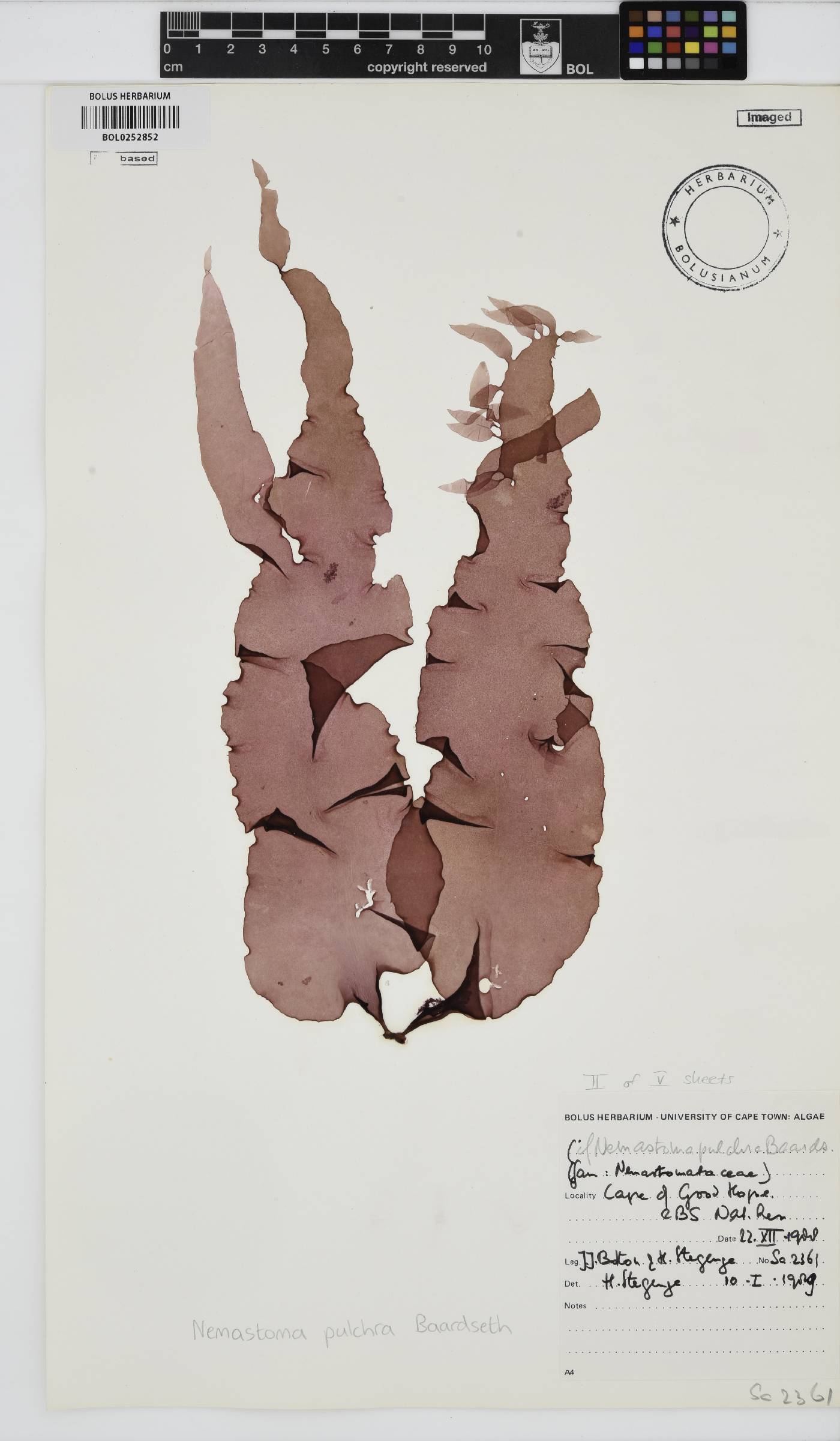 Tsengia pulchra image