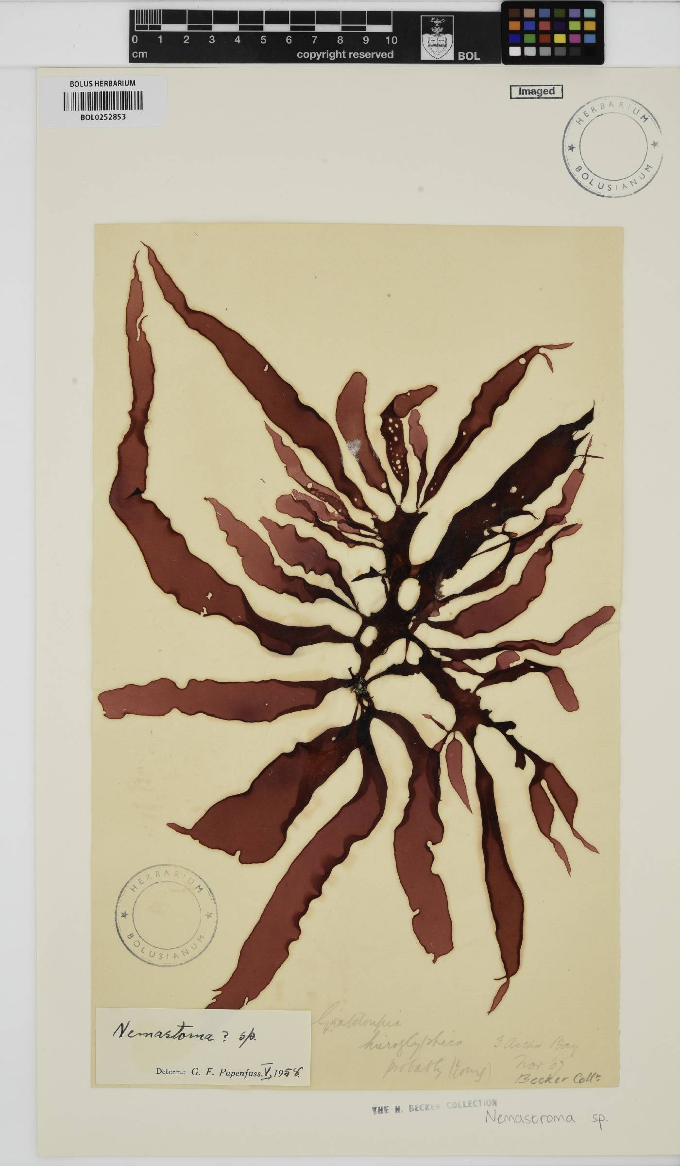 Nemastoma image